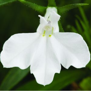 Lobelia